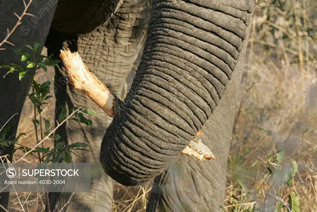 Elephant Trunk, Ulusaba Private Game Lodge, Kruger National Park, South Africa, Africa