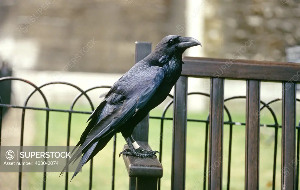 Raven, Tower of London, London, United Kingdom