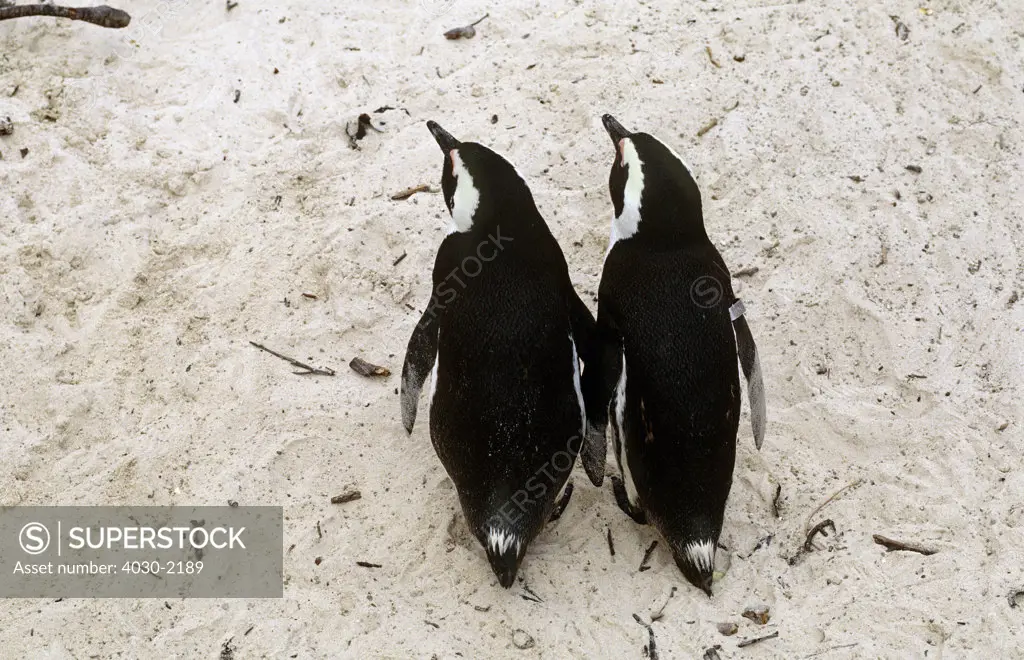 Two Penguins, Boulders Beach, Cape Town, South Africa