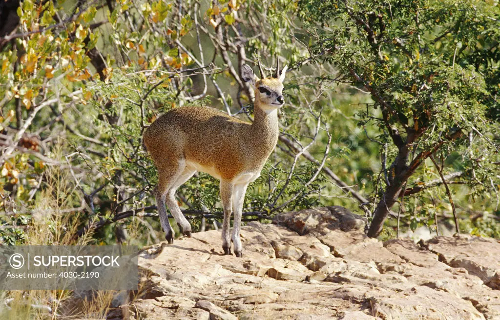 Klip Springer, South Africa