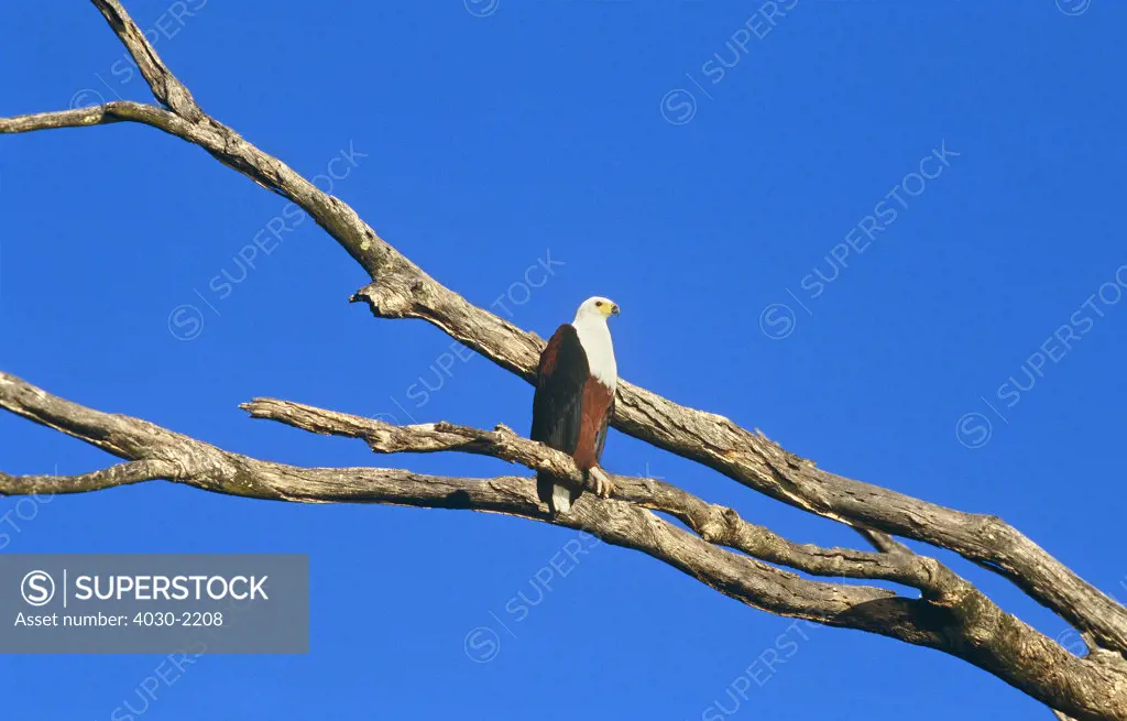 African Fish Eagle, South Africa