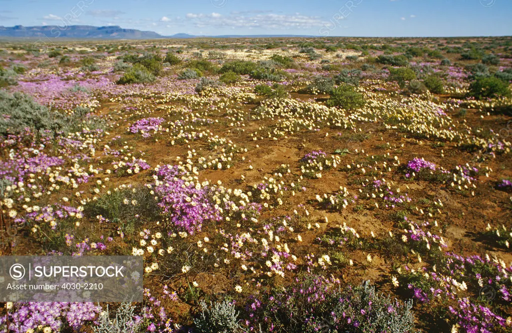 Spring Flowers, Namaqualand, West Coast, South Africa