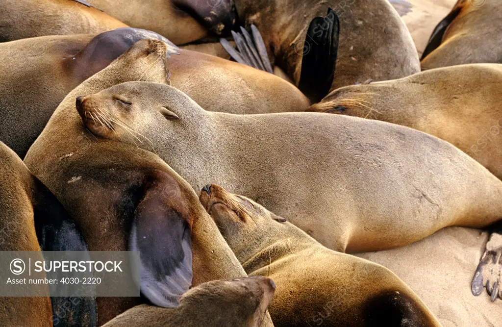 Seals, Skeleton Coast, Namibia