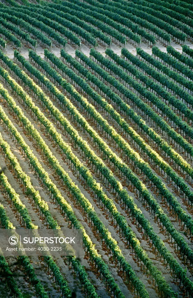 Vines , Napa Valley, California, North America