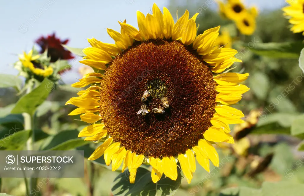 Sunflower, Napa Valley, California, North America