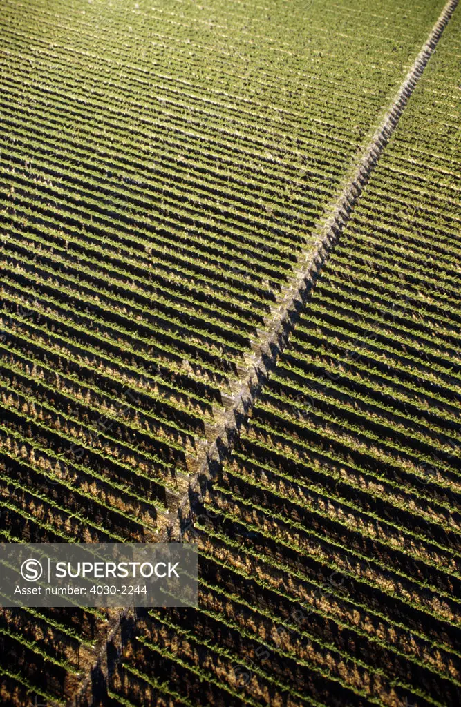 Vines, Napa Valley, California, North America