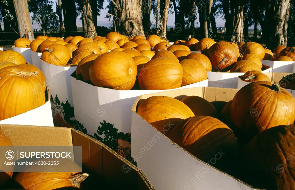 Pumpkins, Napa Valley, California, North America