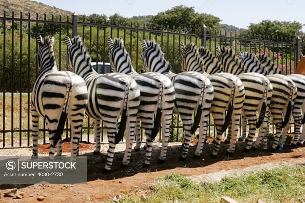 Zebra Courios, Townships, South Africa