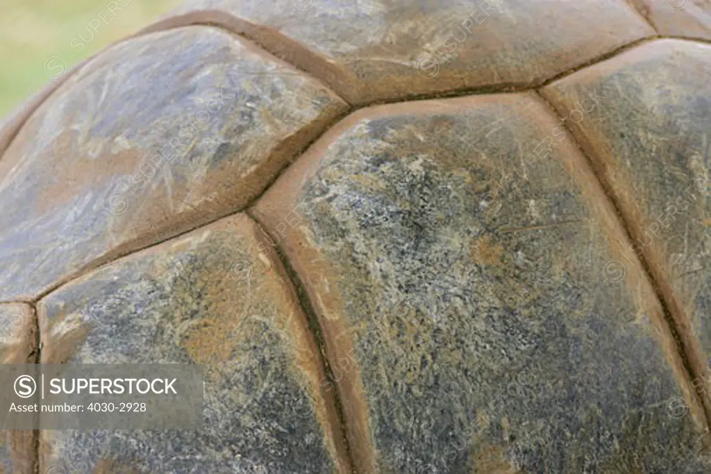 Close up of shell pattern, Giant Tortoise, Sir Seewoosagur Ramgoolam Botanical Gardens, Pamplemousses, Mauritius