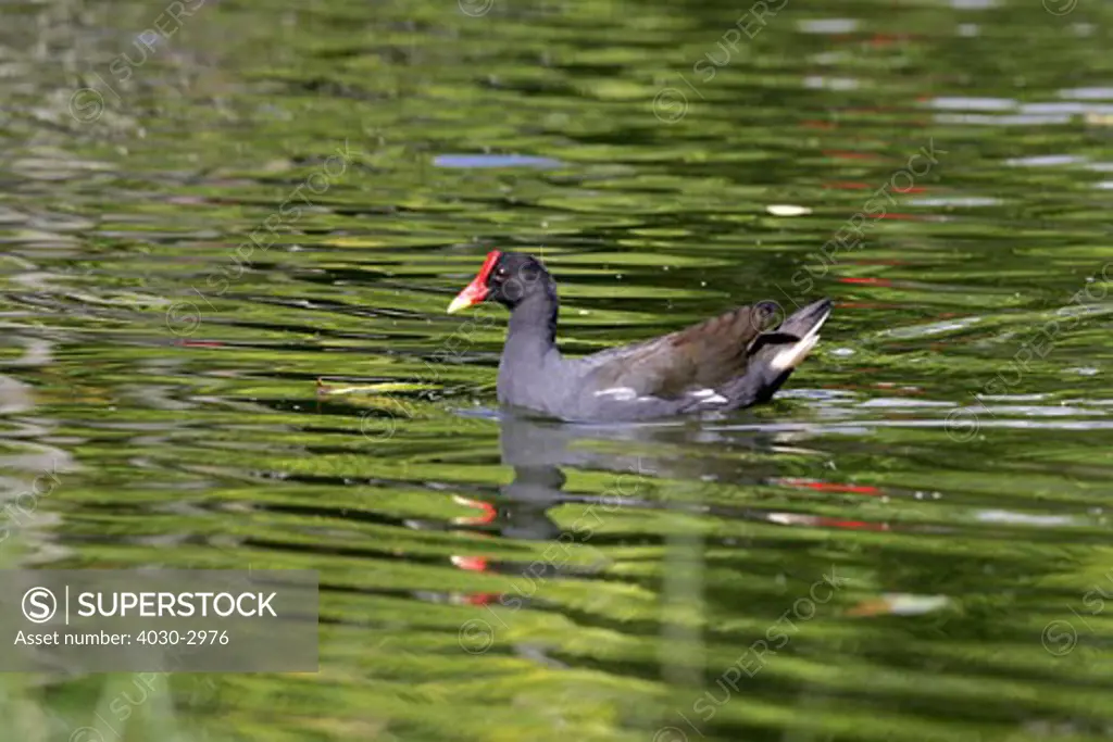 Water bird in the pond at Sir Seewoosagur Ramgoolam Botanical Gardens, Pamplemousses, Mauritius