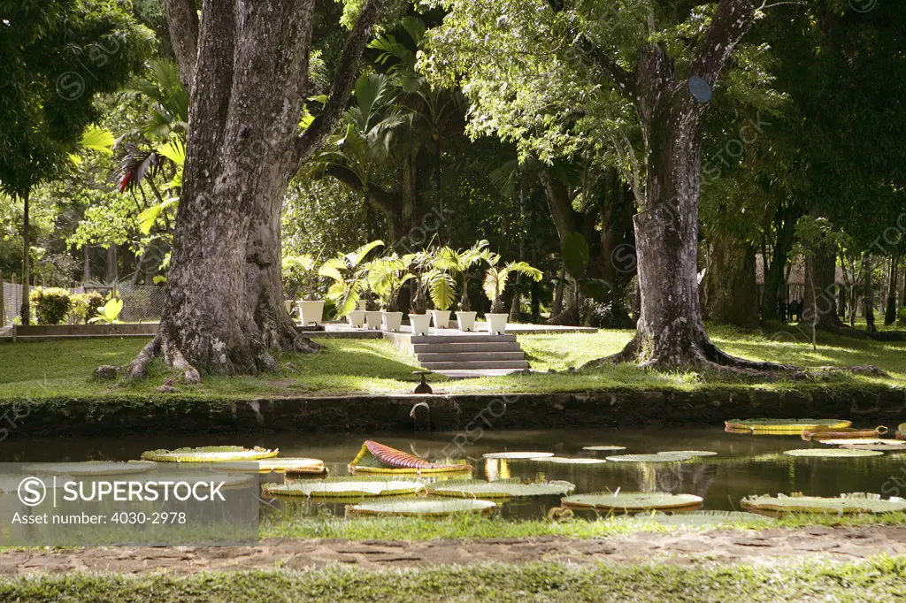 Lily Pond at Sir Seewoosagur Ramgoolam Botanical Gardens, Pamplemousses, Mauritius