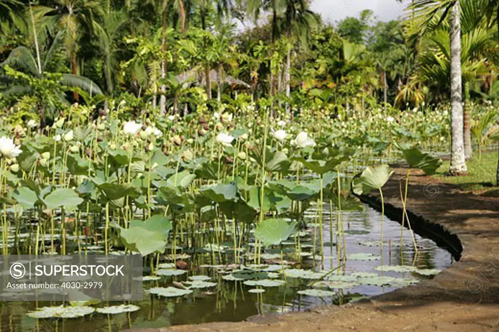 Aquatic Plants at Sir Seewoosagur Ramgoolam Botanical Gardens, Pamplemousses, Mauritius