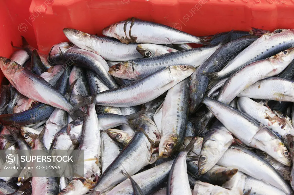 Frshly caught sardines in bucket, Cape Town, South Africa