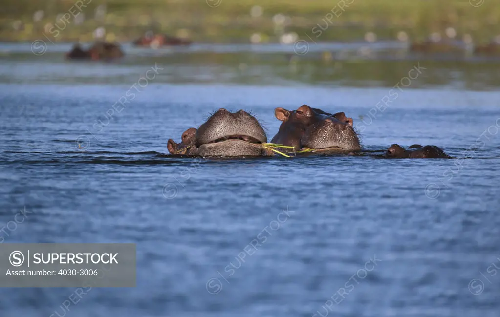 Two Hippopotamus Eating Grass in the water, South Africa