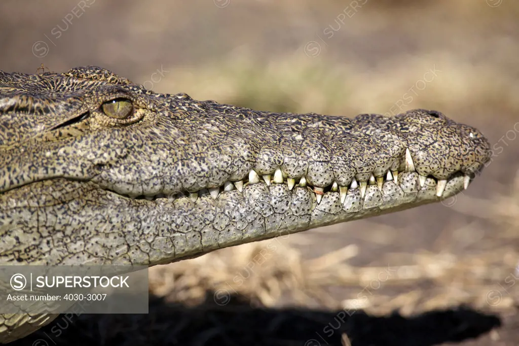 Close up of Crocodile, Chobe National Park, Botswana, Southern Africa
