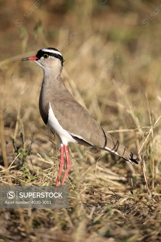 Crowned Plover, South Africa