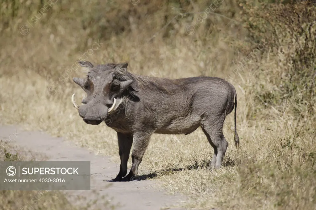 Single Warthog, South Africa