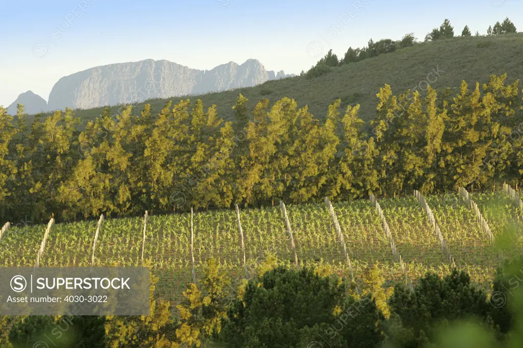Backsberg Estate in Paarl, part of South Africa's Cape Wine Route