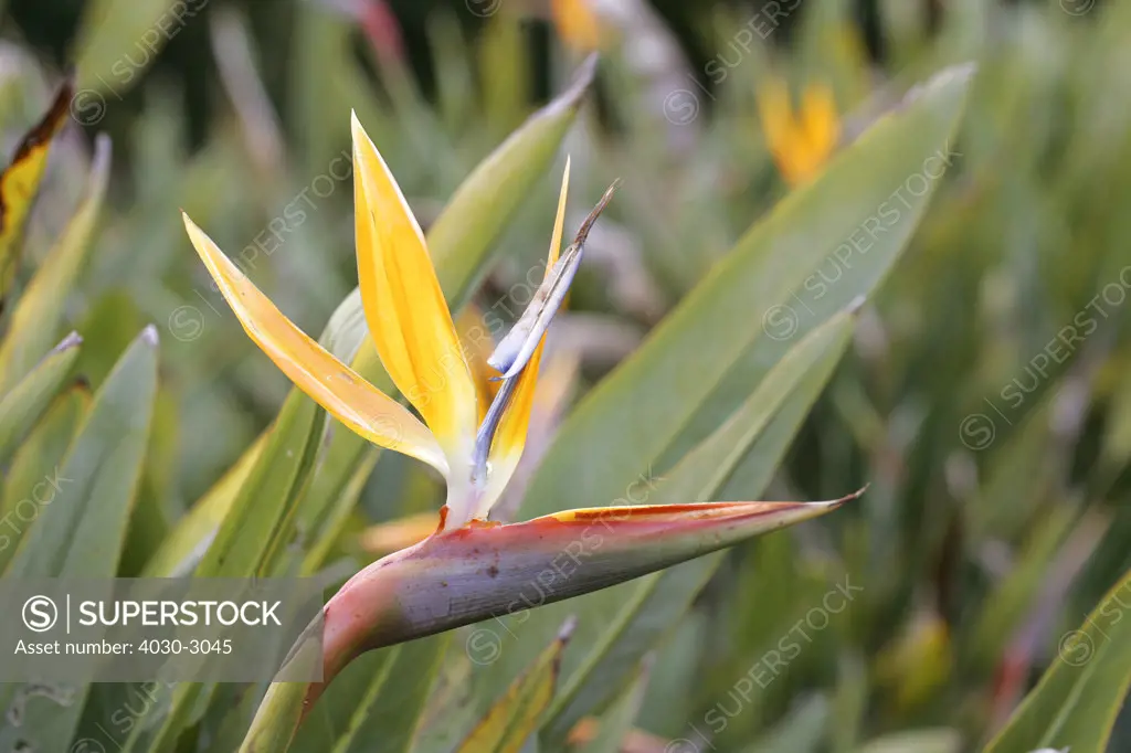 Crane Flower (Strelitzia juncea) Kirstenbosch Botanical Gardens, Constantia, Cape Town, South Africa
