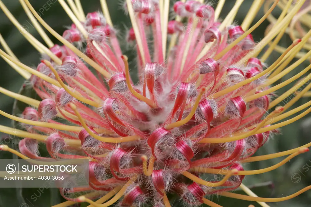 Scarlet Ribbon Pincushion Protea, Kirstenbosch Botanical Gardens, Constantia, Cape Town, South Africa