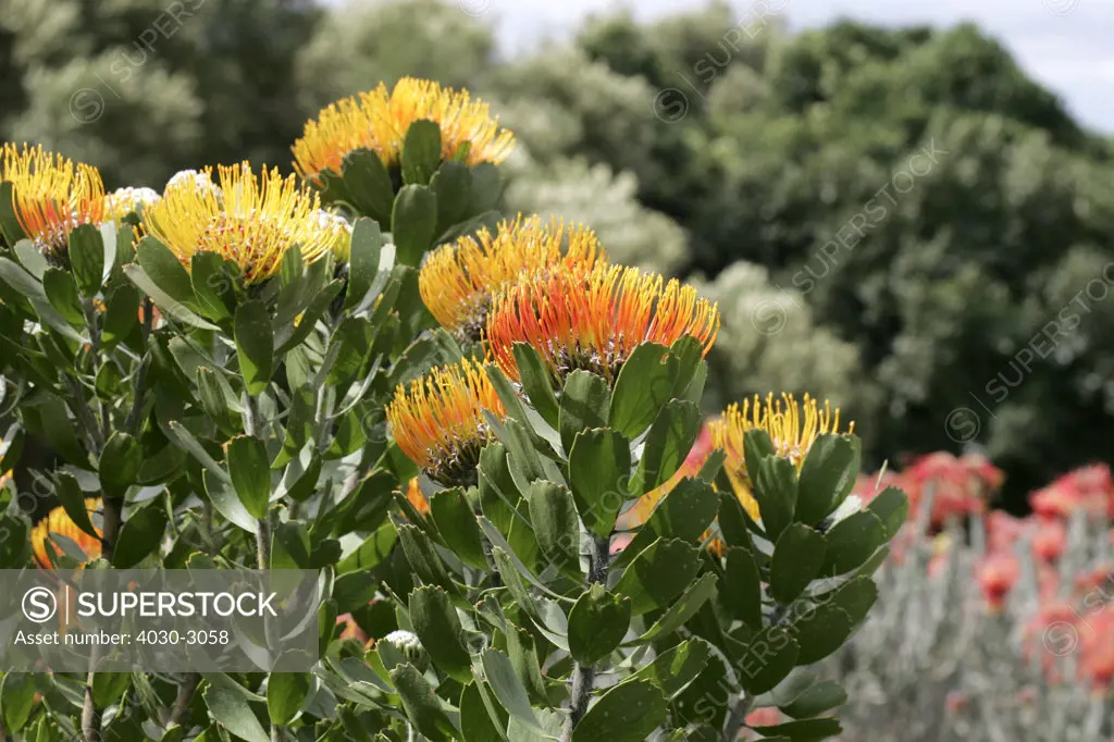Overberg Pincushion (Leucospermum oleifolium) Kirstenbosch Botanical Gardens, Constantia, Cape Town, South Africa