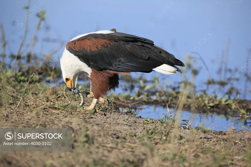 African Fish Eagle, Chobe National Park, Botswana, Southern Africa