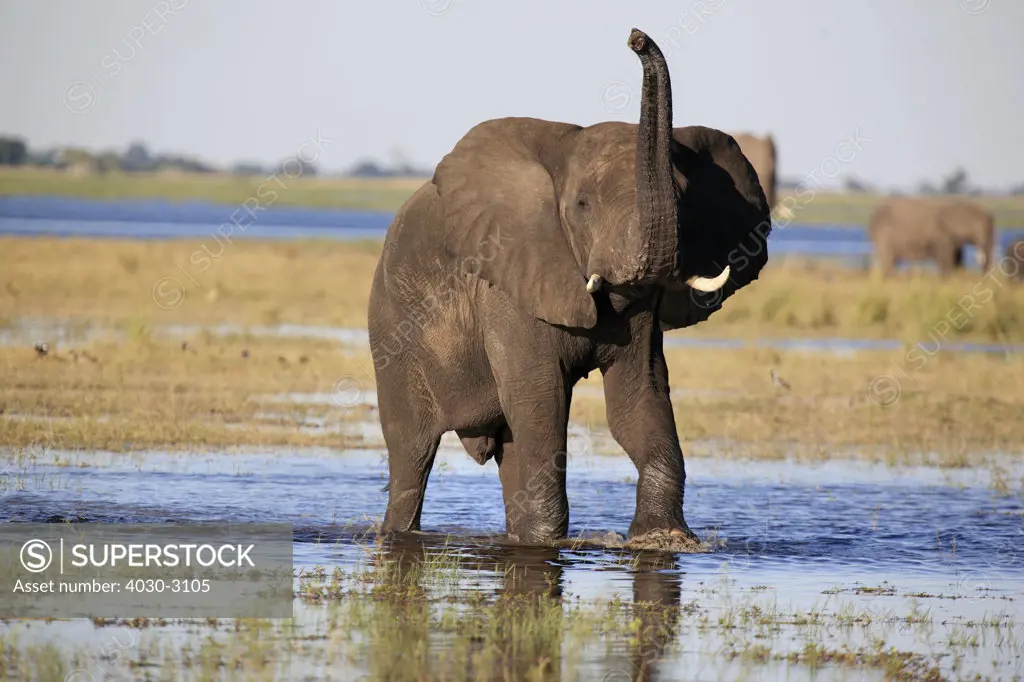 Elephant, Chobe National Park, Botswana, Southern Africa