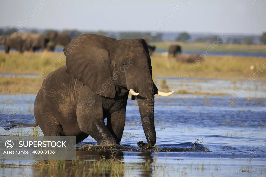Elephant, Chobe National Park, Botswana, Southern Africa