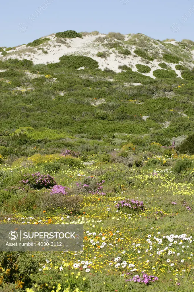 Wild Flowers in Cape Columbine, West Coast National Park, South Africa (known as the Flower Route). Carpets of wild flowers appear after the winter rains have fallen in Jume/July.