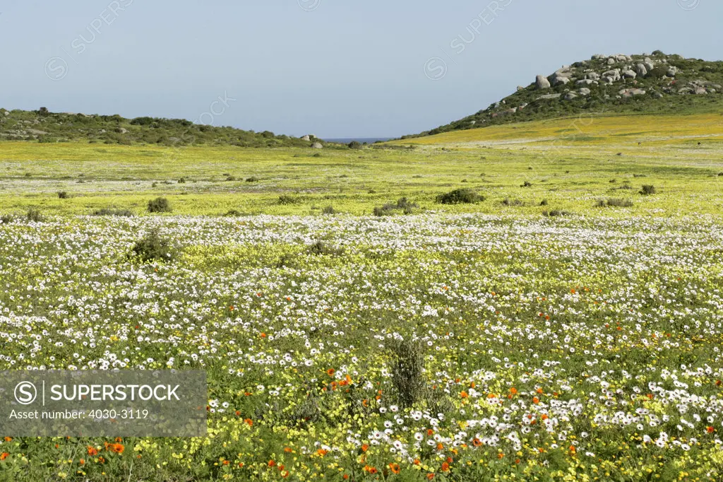 Wild Flowers in Cape Columbine, West Coast National Park, South Africa (known as the Flower Route). Carpets of wild flowers appear after the winter rains have fallen in Jume/July.