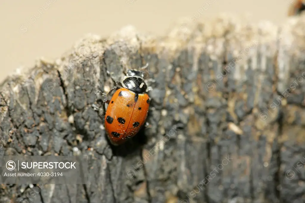 Ladybug on tree trunk, Cape Town, South Africa