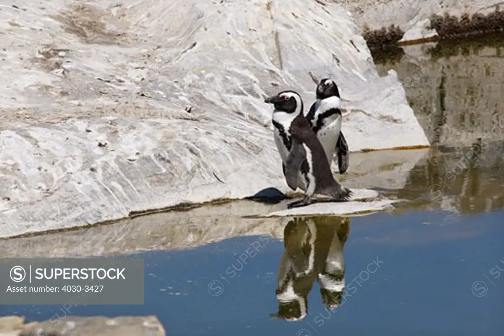 African/Jackass Penguins, Robben Island (World Heritage Site), South Africa