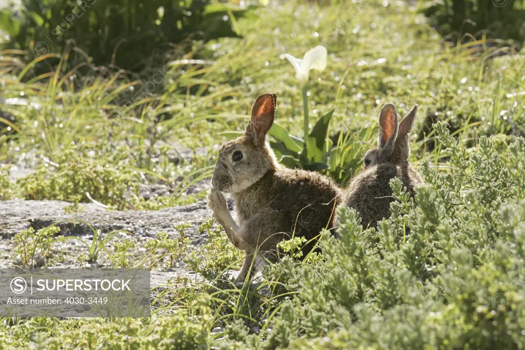 European Rabbits on Dassen Island, South Africa, originally introduced to the island as a food source in 1665