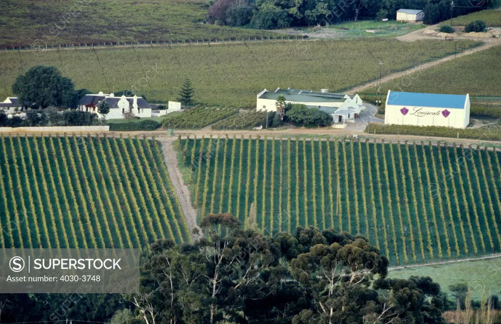 Wine Route, Stellenbosch, Western Cape