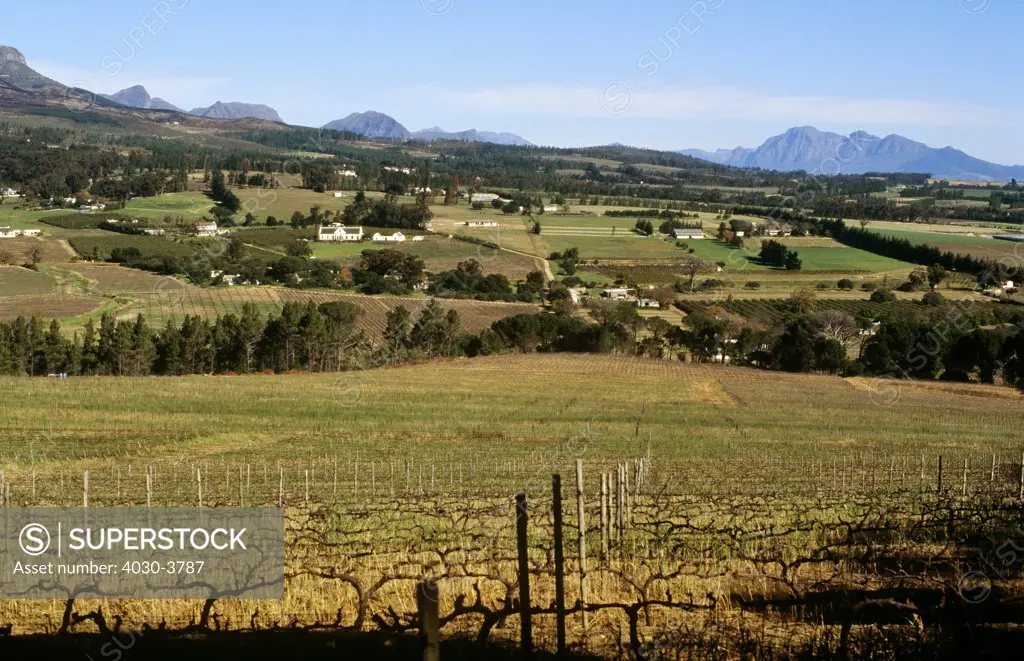 Cape Wine Route, Stellenbosch, Western Cape