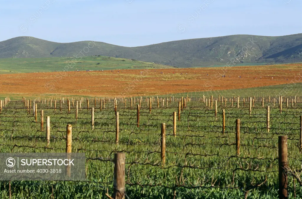 Cape Wine Route, Darling, Western Cape