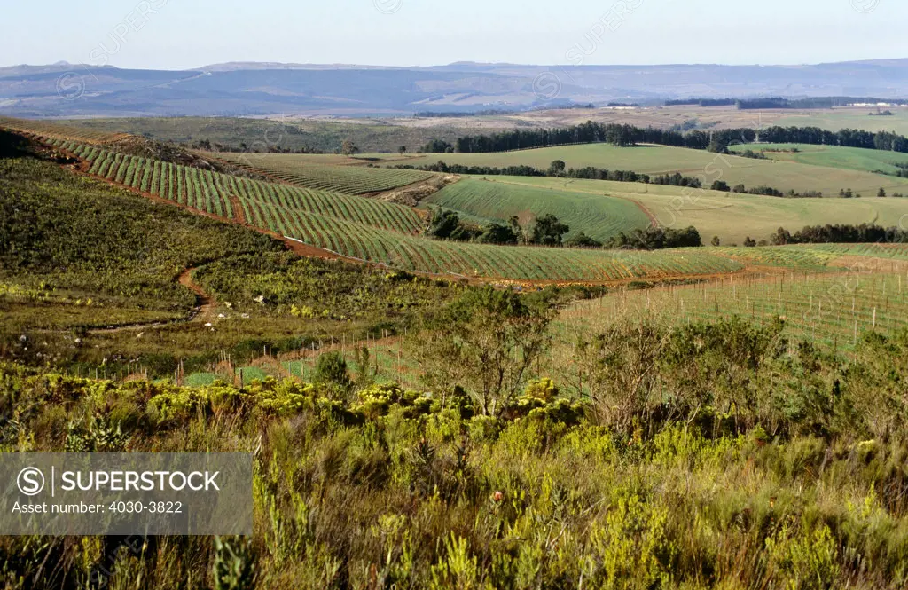 Cape Wine Route, Paarl, Western Cape