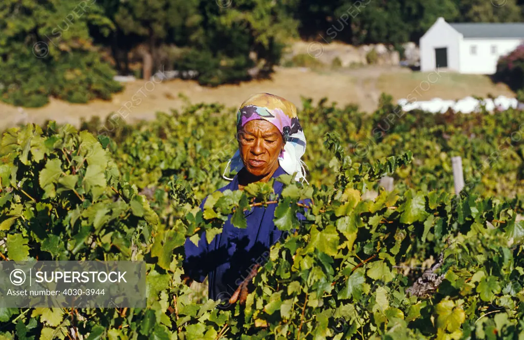 Grape harvest, Cape Wine Route, Franschhoek, Western Cape