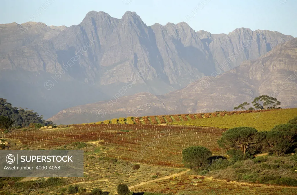 Zonnebloem Wine Estate, Stellenbosch, Western Cape