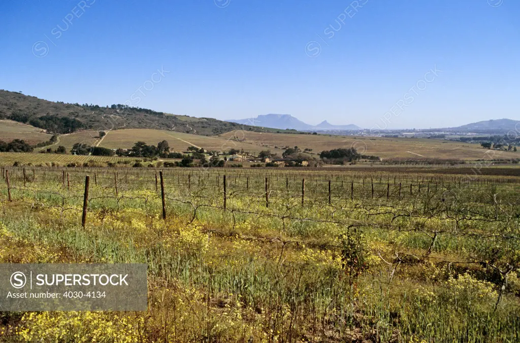 Kaapzicht Estate, Bottler Hills, Stellenbosch, Western Cape