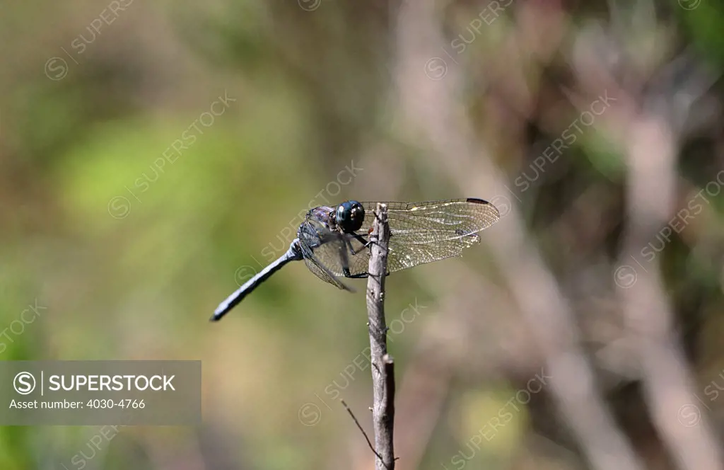 Dragonfly, Silvermine, Cape Town