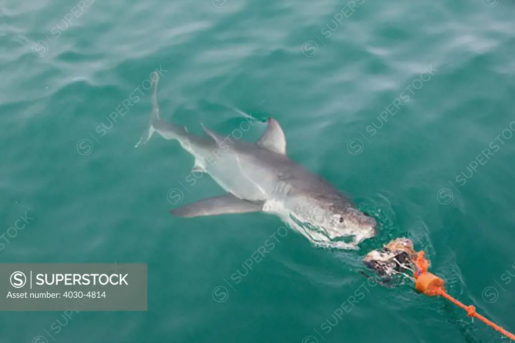 Great White Shark (Dyer Island/'shark alley'), Gansbaai, Western Cape
