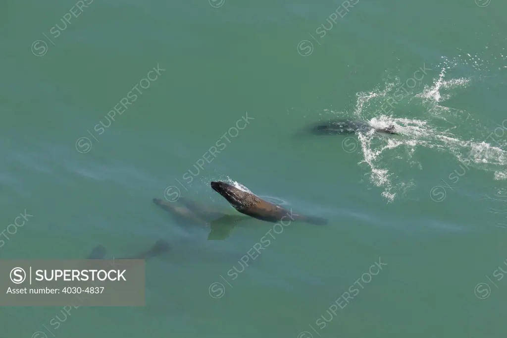 Cape Fur Seals, near Dassen Island, off Cape Town