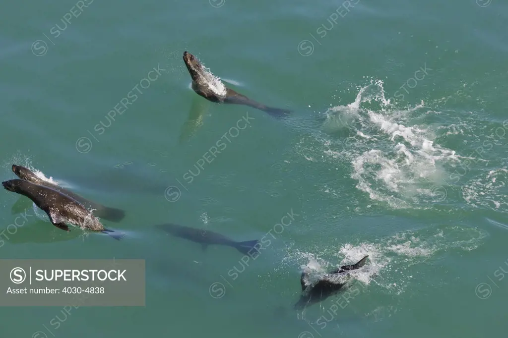 Cape Fur Seals, near Dassen Island, off Cape Town