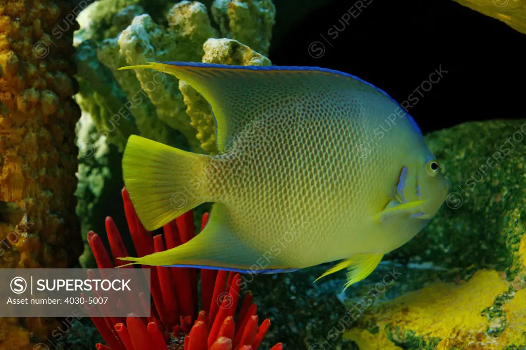 Tropical Fish, Miami, USA