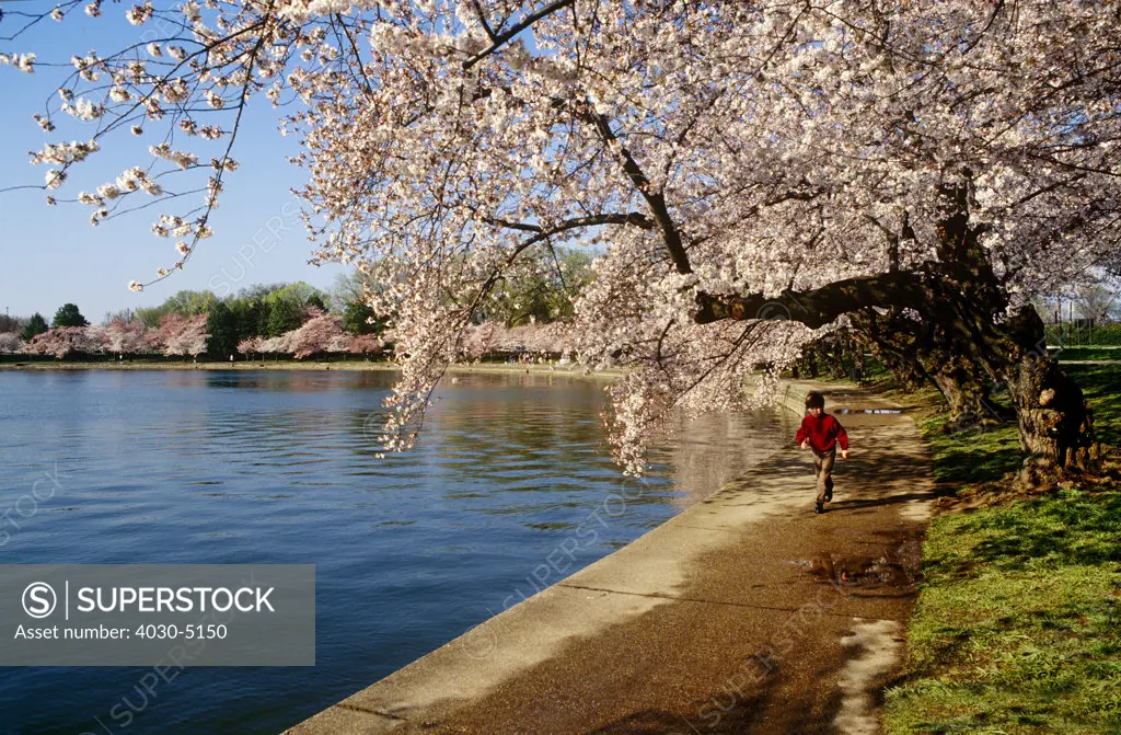 Cherry Blossoms, Washington, D.C., USA