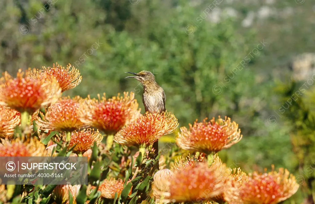Cape Sugarbird, Cape Town, South Africa