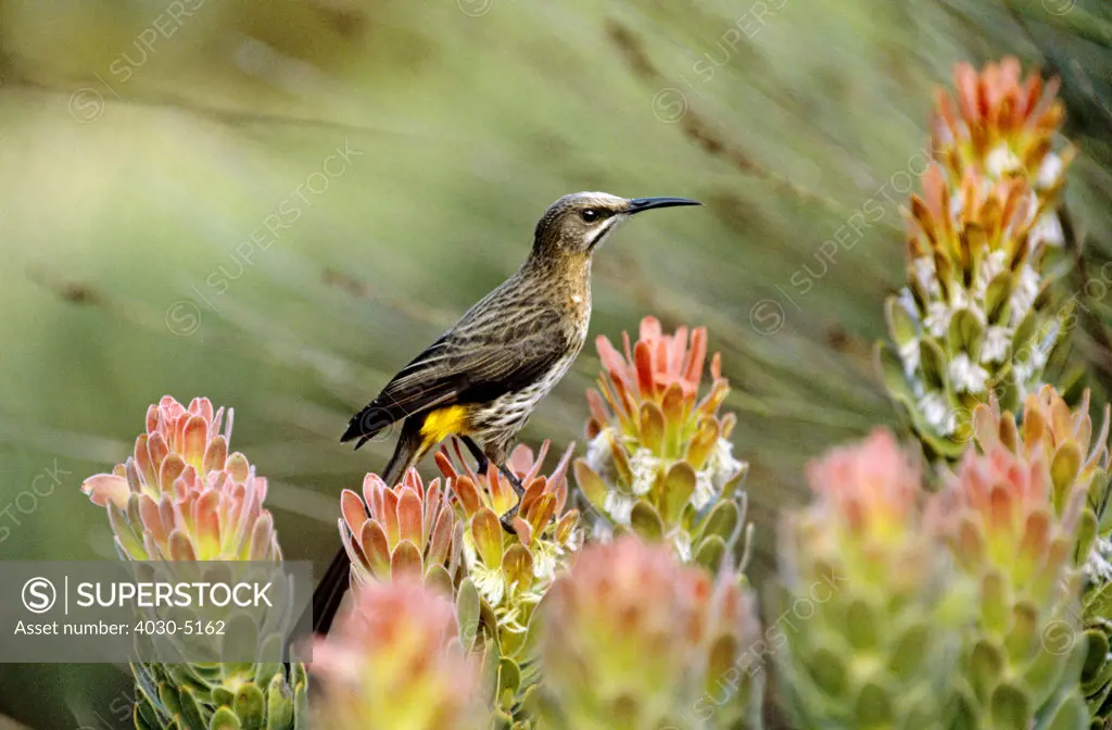 Cape Sugarbird, Cape Town, South Africa