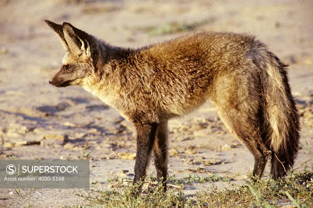 Bat-Eared Fox, Kgalagadi Transfrontier Park, South Africa