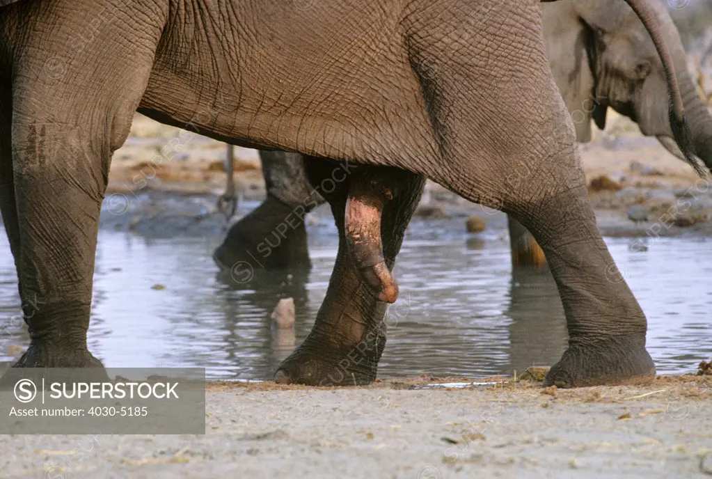 Elephant's Penis, Kgalagadi Transfrontier Park, South Africa